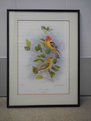 Western Tanagers Print Framed