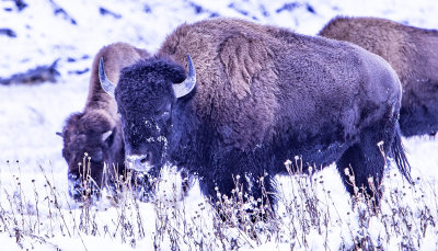 Yellowstone and Grand Tetons 2020 