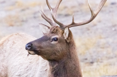 Yellowstone_Elk_4832.jpg