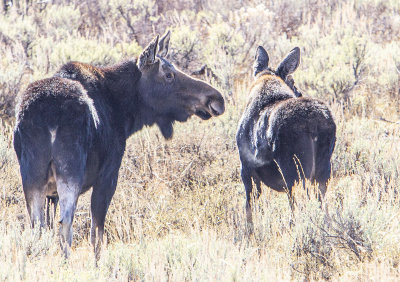 Yellowstone_moose_4996.jpg