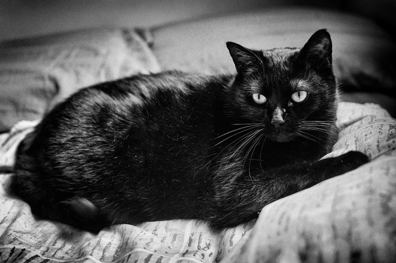 Boudoir Cat in a Noir Bedroom