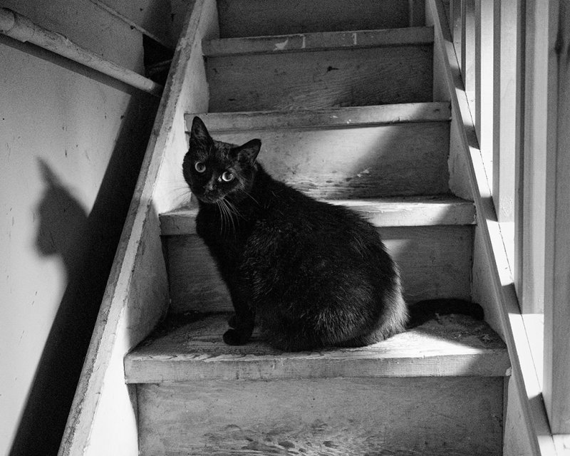 Cat on the Stairs