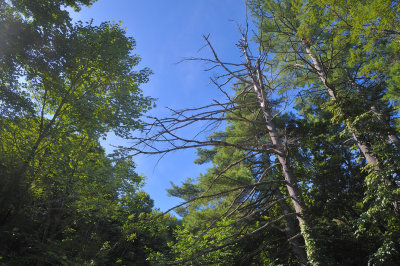 dead-to-sky