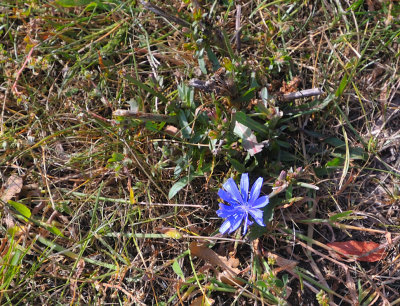 lostflower