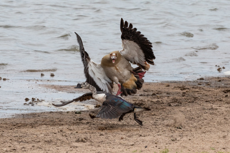 aggressive Egyptian goose