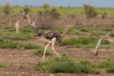 juvenile