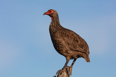 Francolins and spurfowl