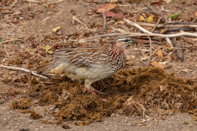 Crested francolin 