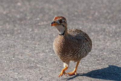 Coqui francolin female