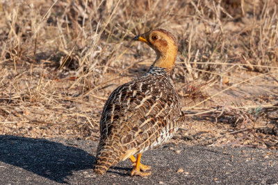 Coqui francolin  male