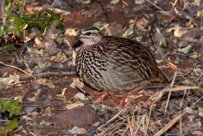 Crested francolin 