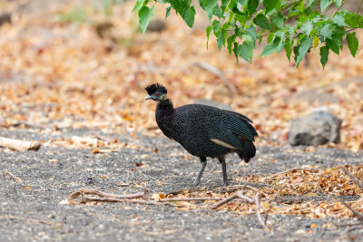 Guineafowl