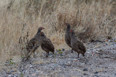 Francolins and spurfowl