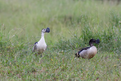 Knob-billed duck