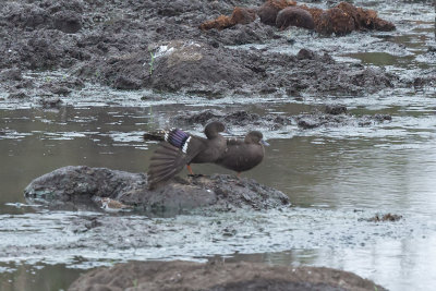 Black duck