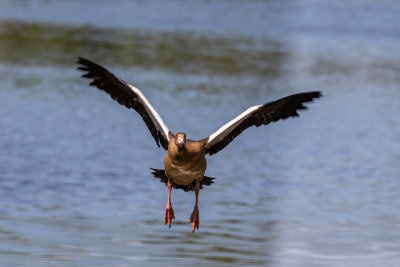 Egyptian goose
