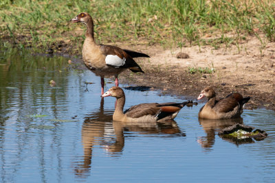 Egyptian geese