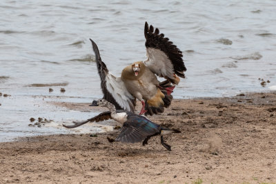aggressive Egyptian goose