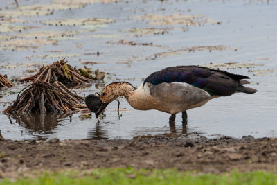 Knob-billed duck
