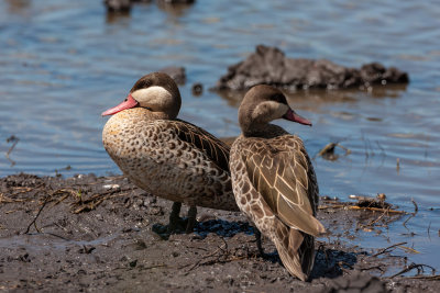Red-billed teal