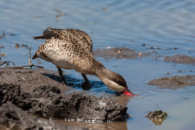 Red-billed teal