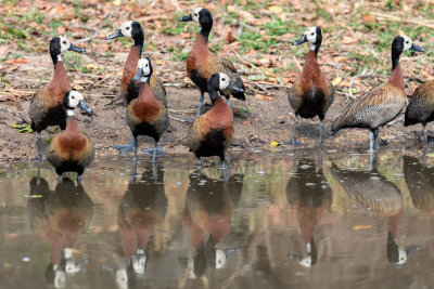 White-faced duck