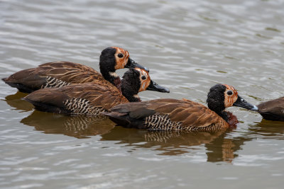 Juvenile white-faced duck