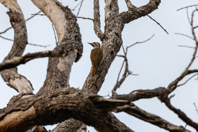 Bennett's woodpecker