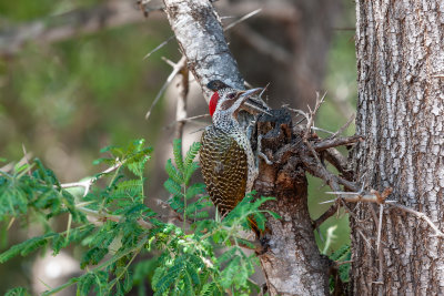 Bennett's woodpecker - female