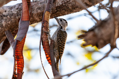 Cardinal woodpecker