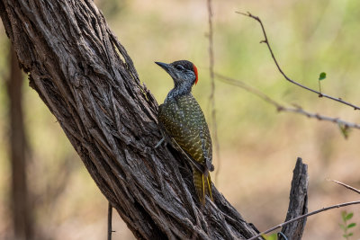 Golden woodpecker