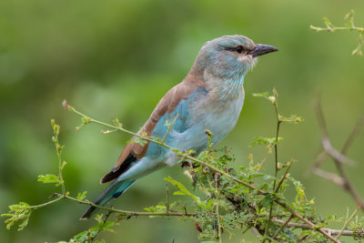 European roller
