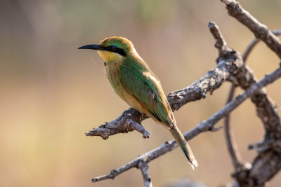 Little bee-eater