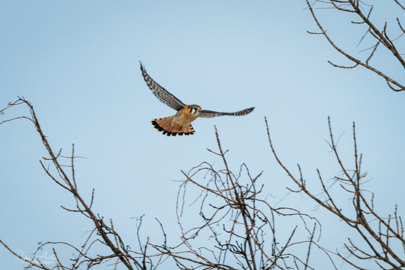 Kestrel