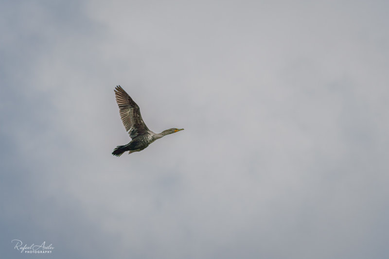 Cormorant high above Lake Galena's waters