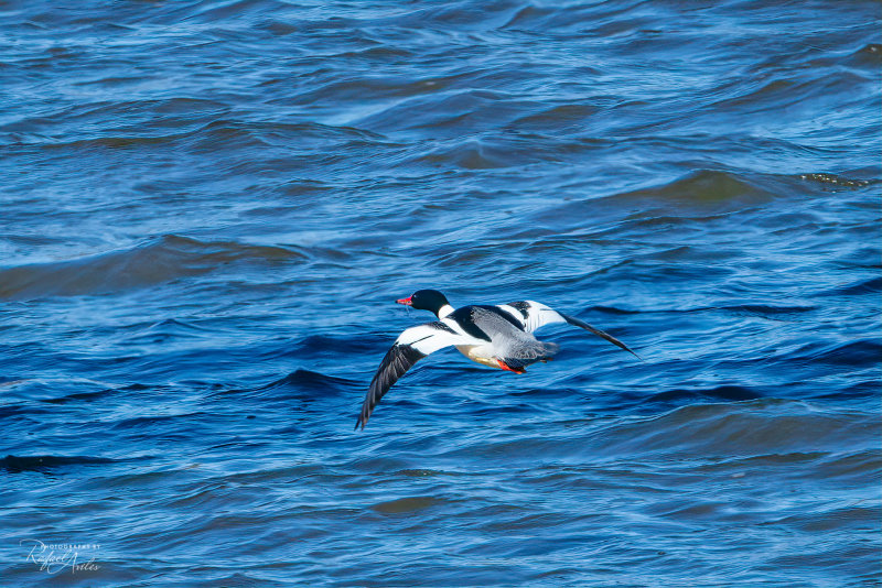 Common merganser