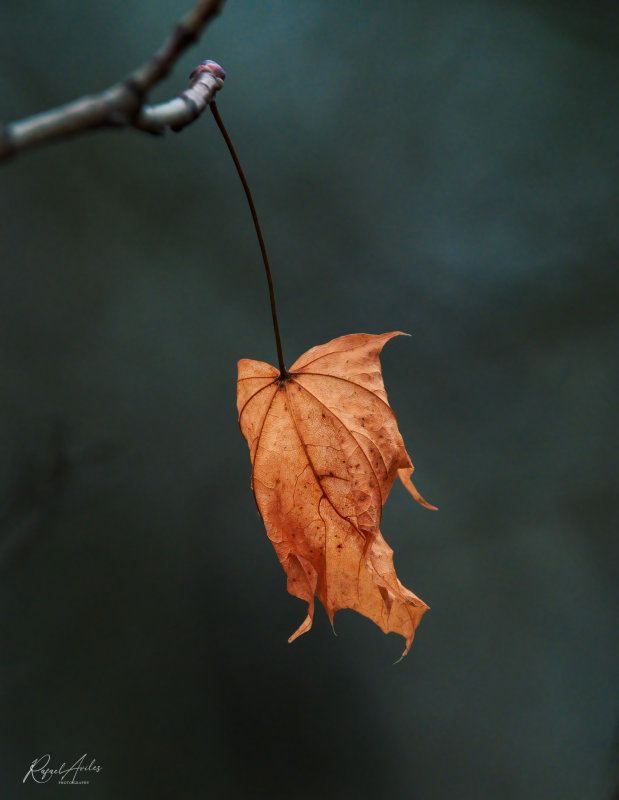 Lonely is the leaf that clings too tightly to the tree...