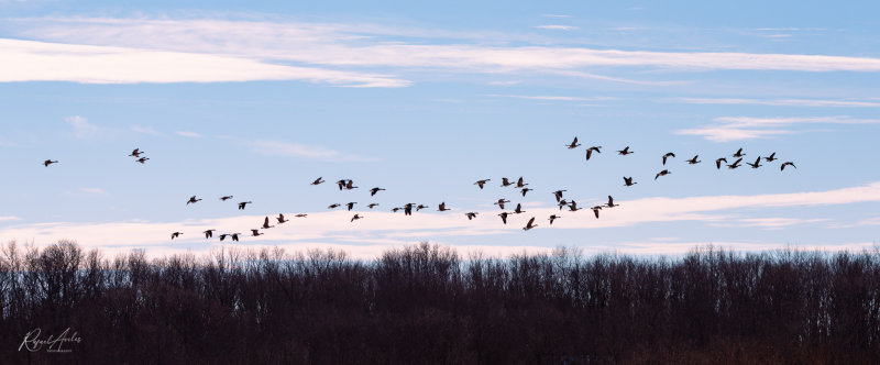 A wedge of Canada geese over Lake Galena