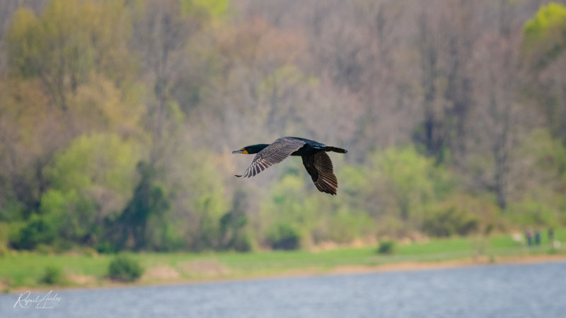 Cormorant over Lake Galena