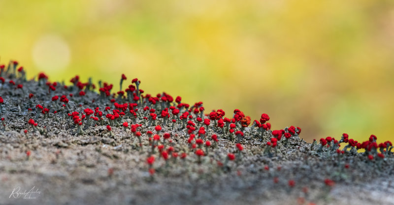 Blooming lichen mini-forest