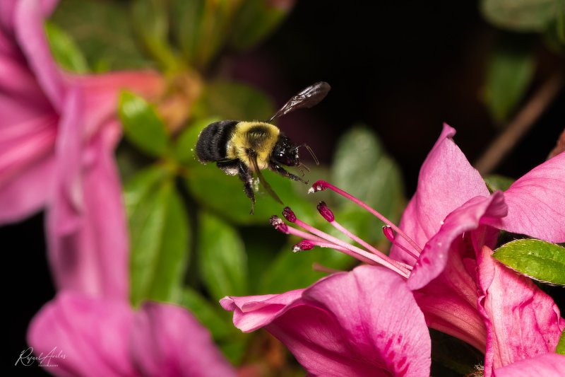 Busy bee about to pollinate an azalea