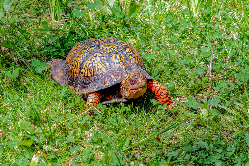 Eastern Box Turtle on the Green Ribbon trail