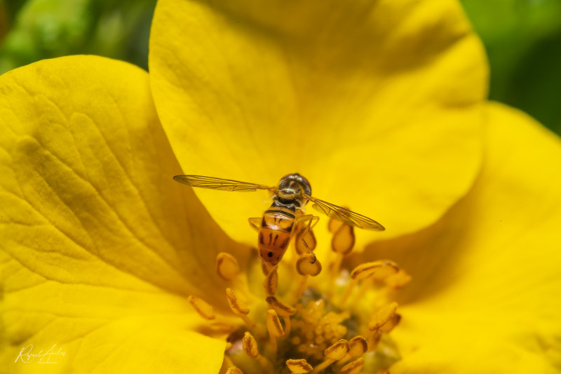 Tiny pollinator