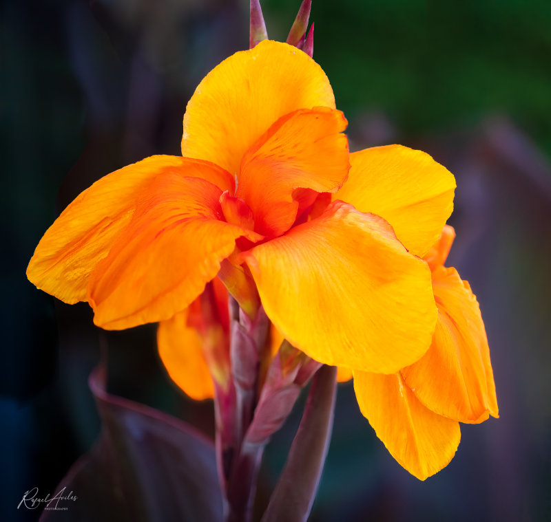 First canna of this summer in my backyard