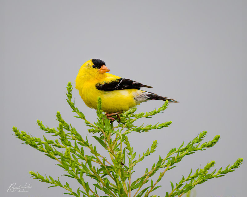 American Goldfinch