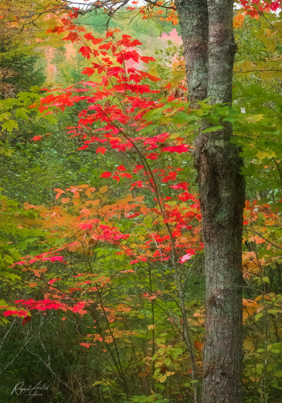 A splash of color in the woods