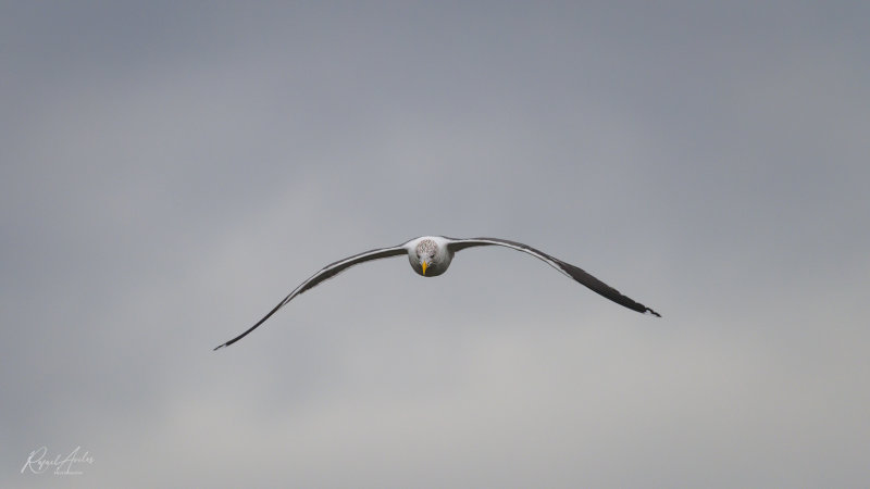 Stealth gull
