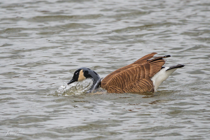 Making a splash