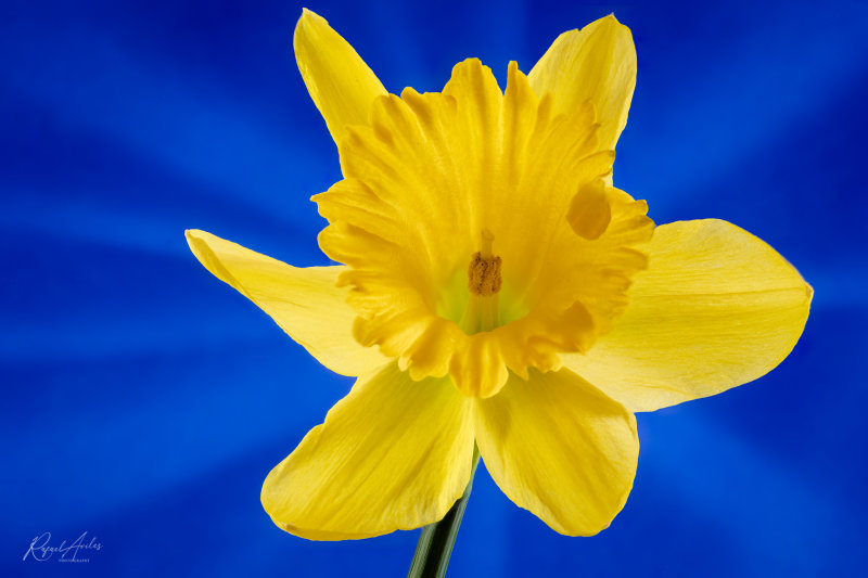 Wild daffodil