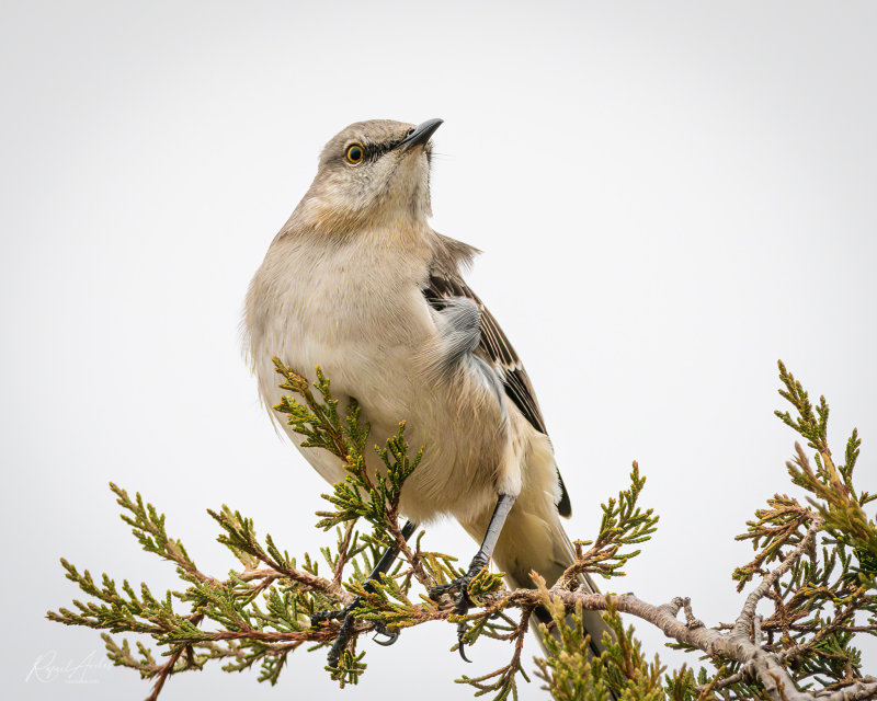 Northern Mockingbird